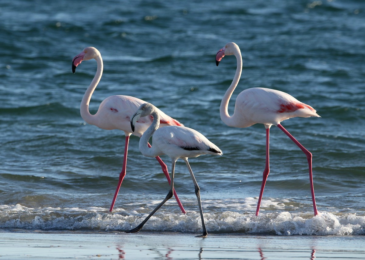 Greater Flamingo - Paul Lenrumé
