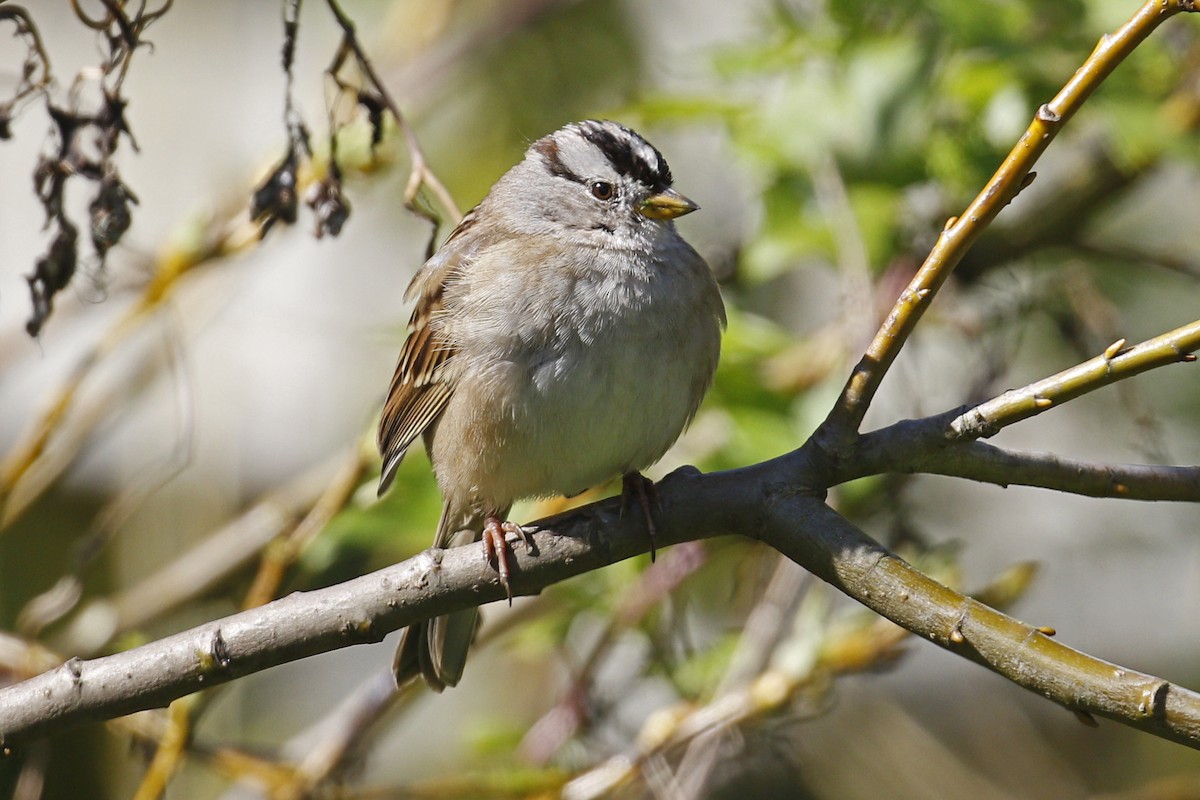 White-crowned Sparrow - ML49563791