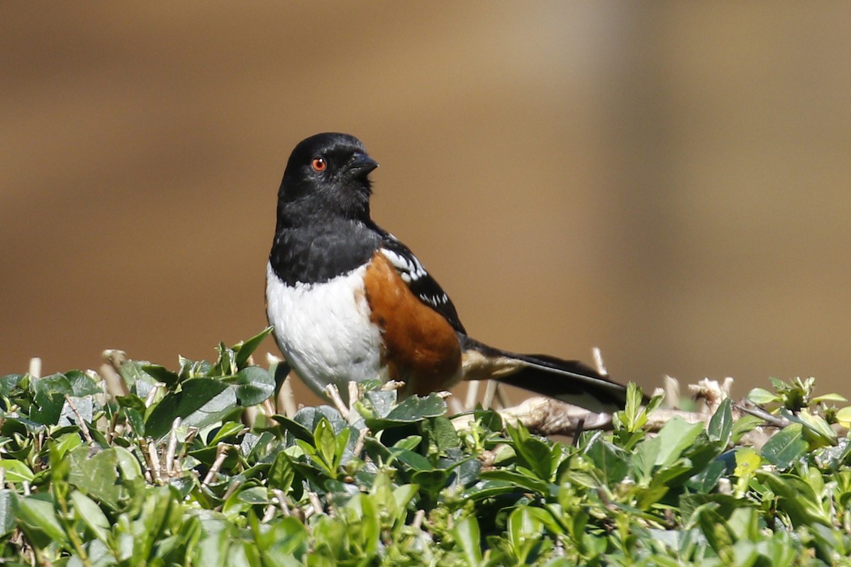 Spotted Towhee - ML49563891