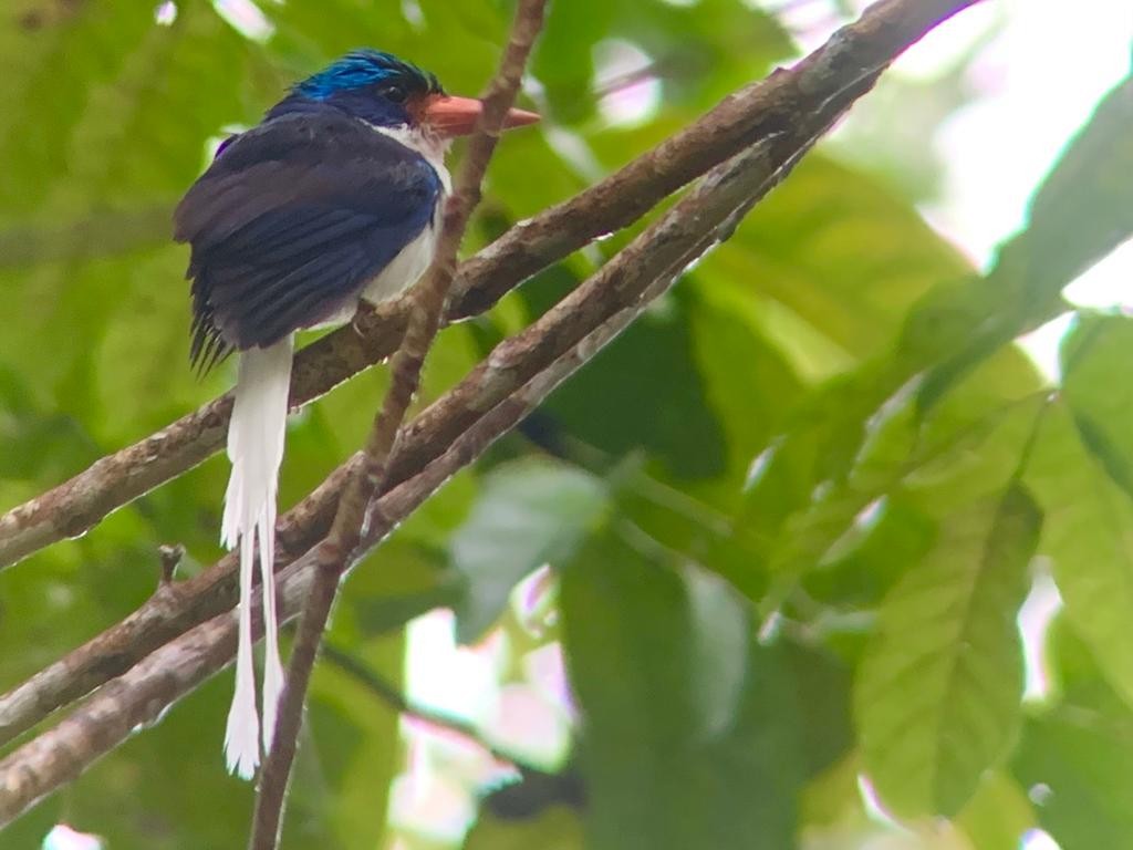 Kofiau Paradise-Kingfisher - ML495643981
