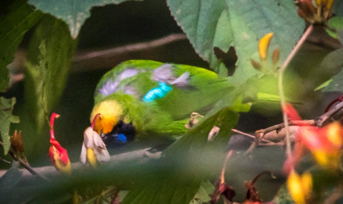 Golden-fronted Leafbird - Samanvitha Rao