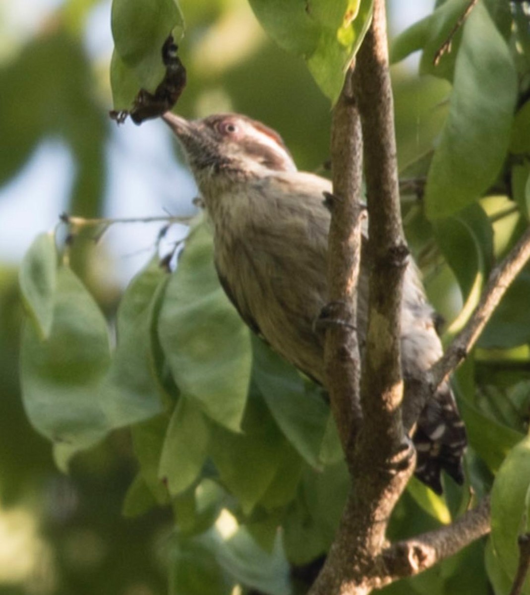 Brown-capped Pygmy Woodpecker - ML495647311