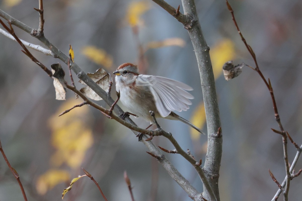 American Tree Sparrow - ML495656191