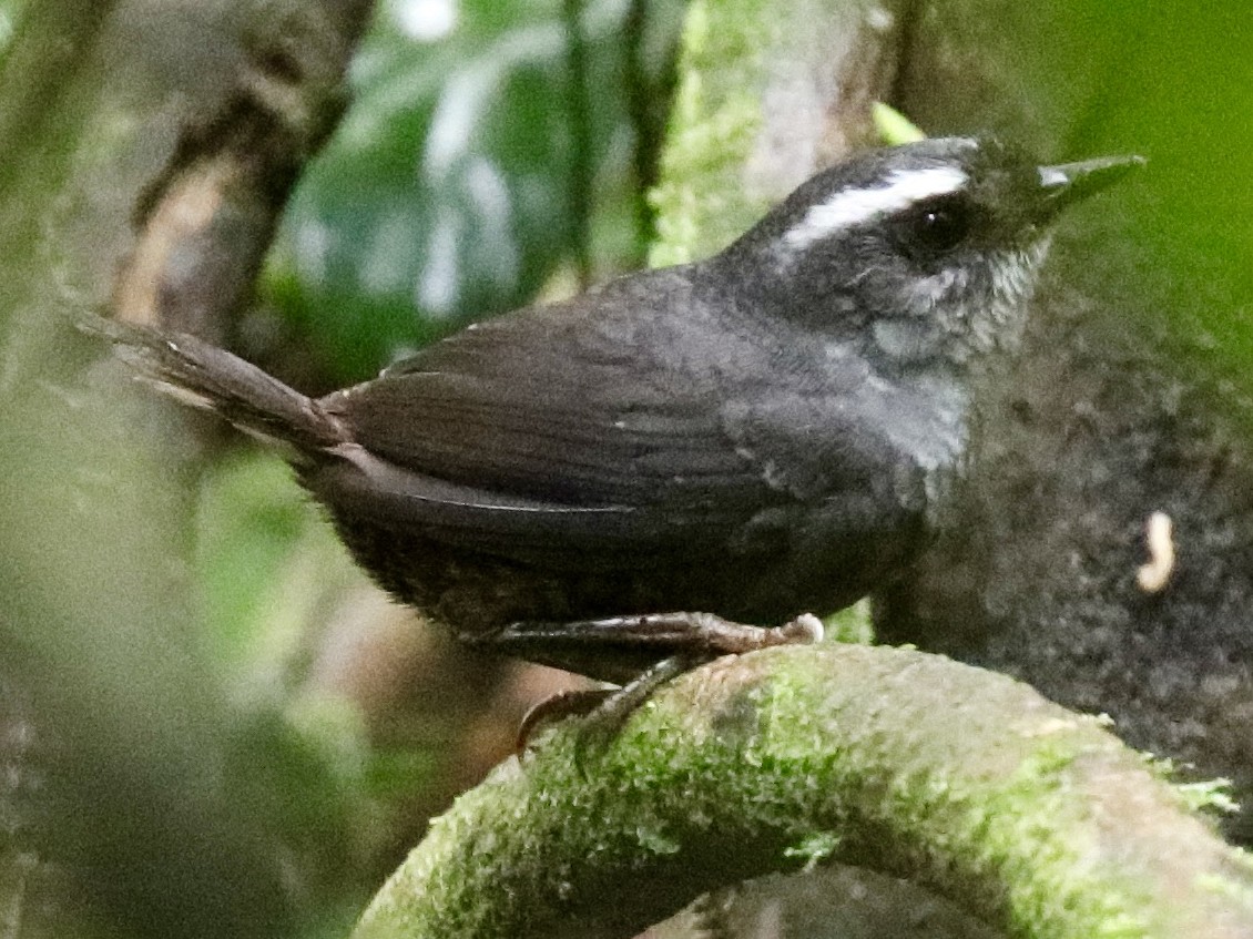 Tacarcuna Tapaculo - Scytalopus panamensis - Birds of the World