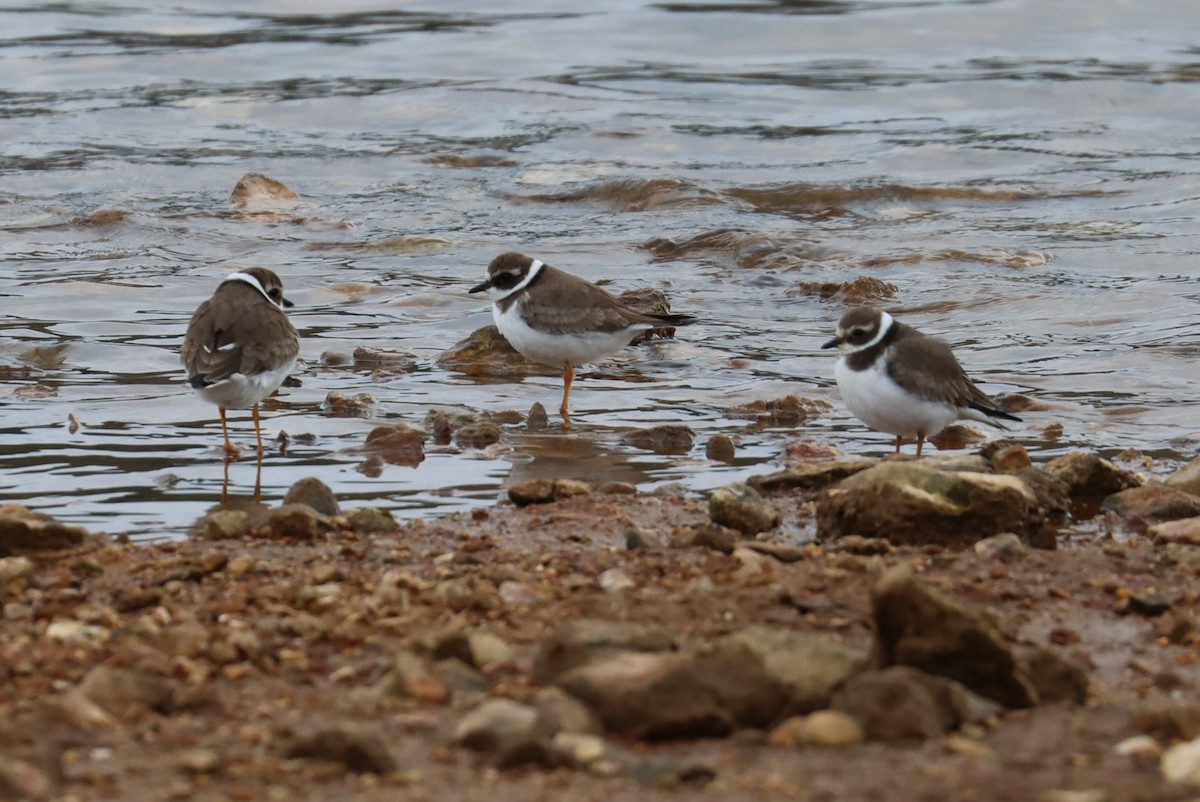 Common Ringed Plover - ML495661781