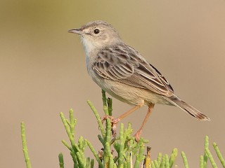  - Socotra Cisticola