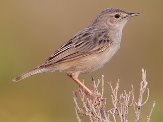  - Socotra Cisticola