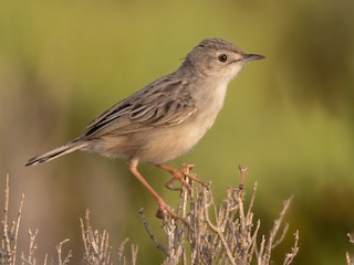  - Socotra Cisticola