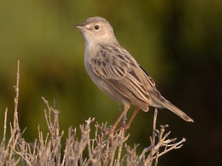  - Socotra Cisticola