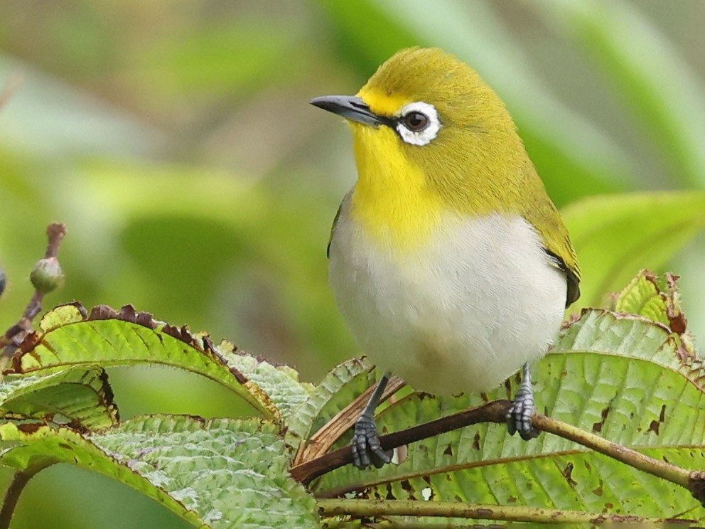 zosterops-anjouanensis-ebird