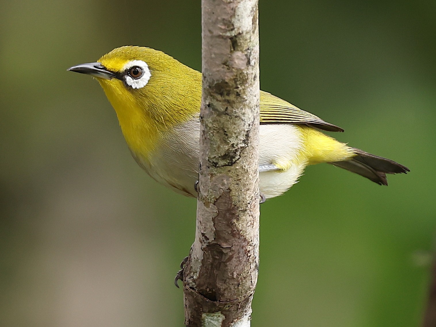 zosterops-anjouanensis-ebird