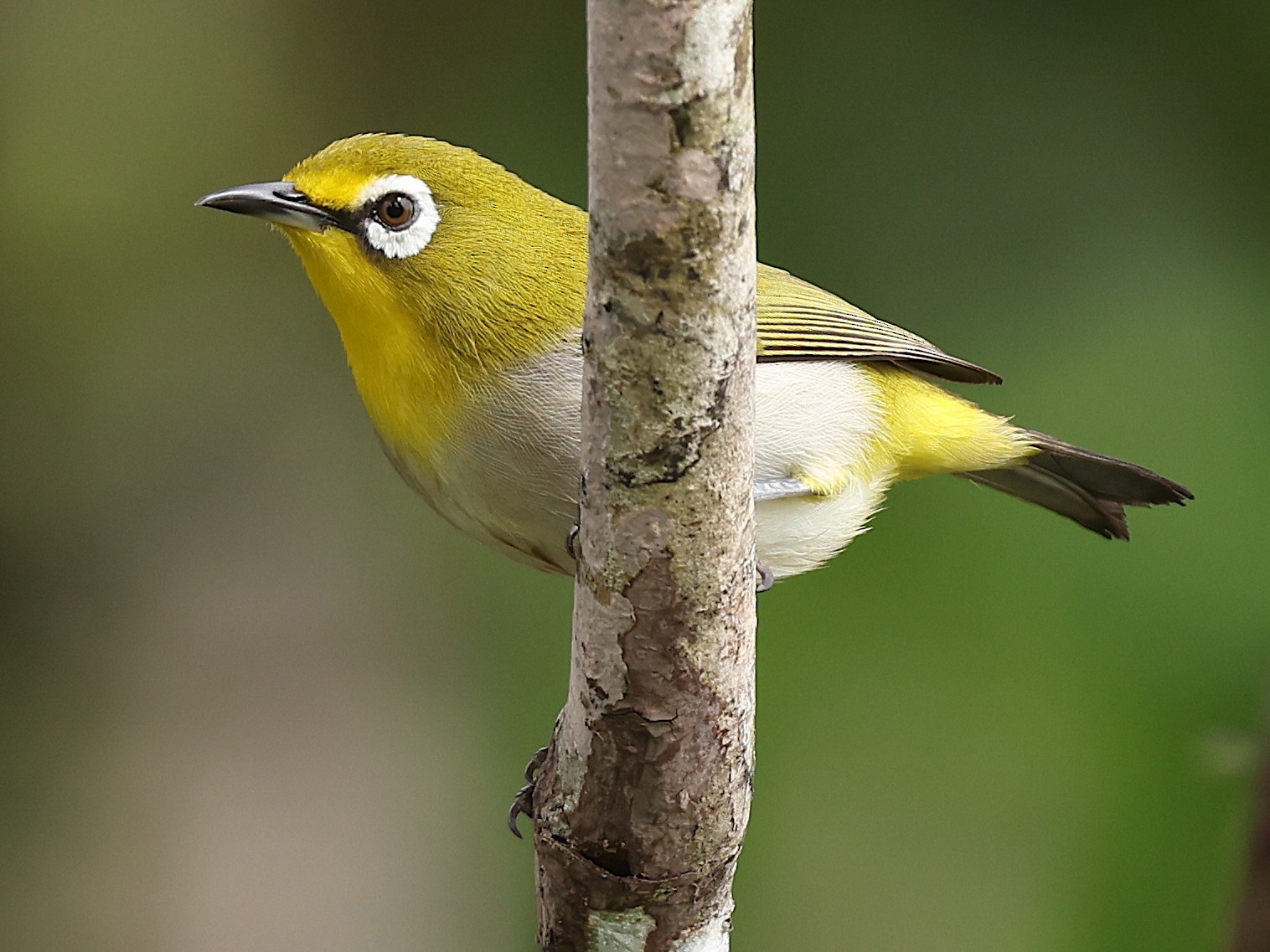 Fiji White-eye Nesting