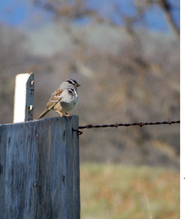 White-crowned Sparrow - ML49567021