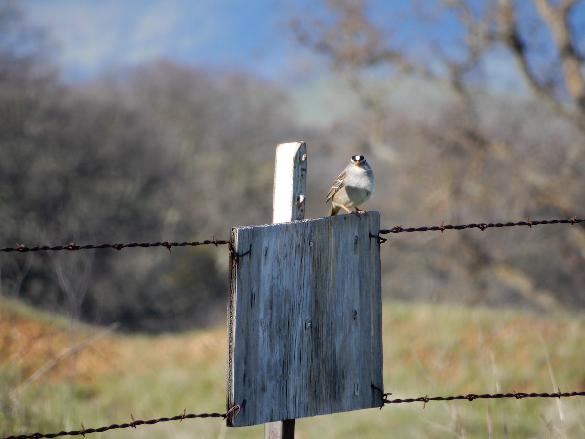 White-crowned Sparrow - ML49567141