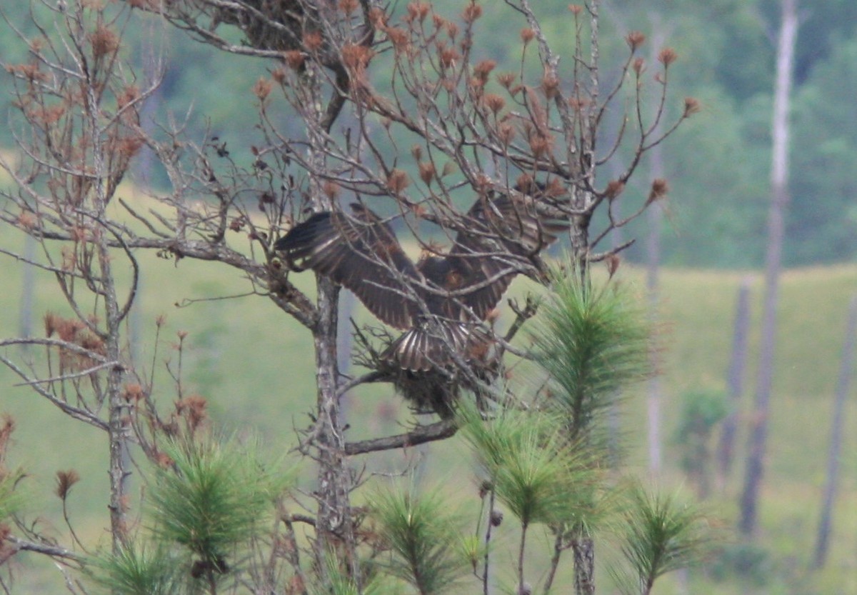 Ebird checklist 16 aug 2011 solitary eagle mpr area 1 species