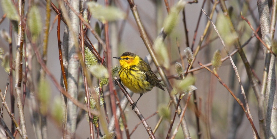 Cape May Warbler - ML49567661