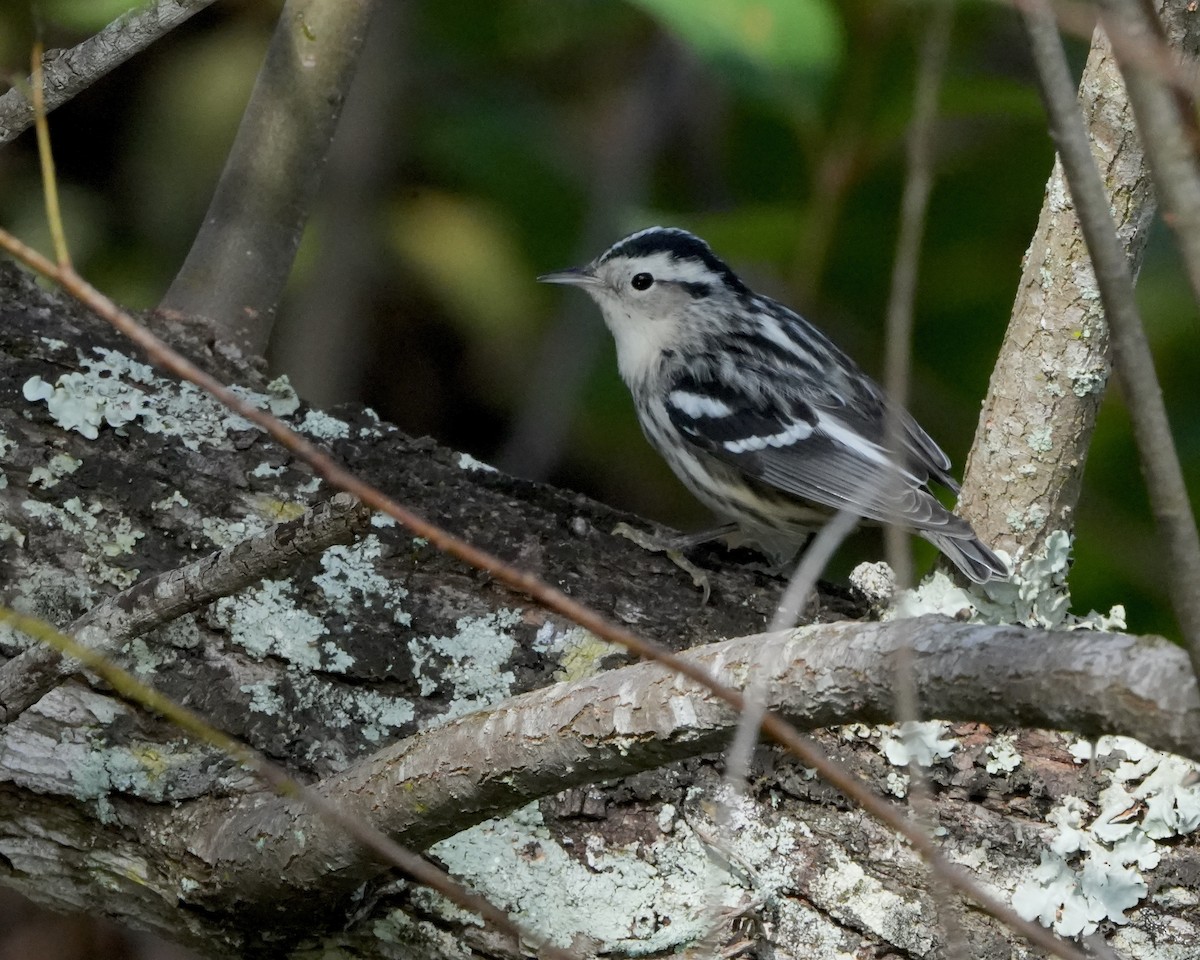 Black-and-white Warbler - ML495688881