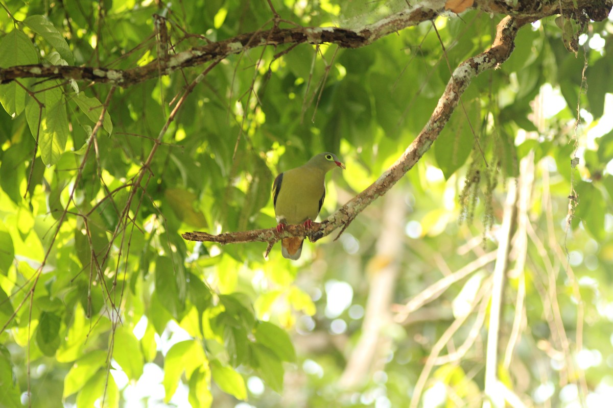 Thick-billed Green-Pigeon - ML49568891
