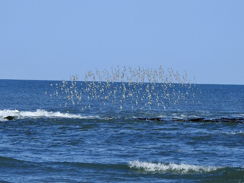 Sanderling - Victoria  Sindlinger