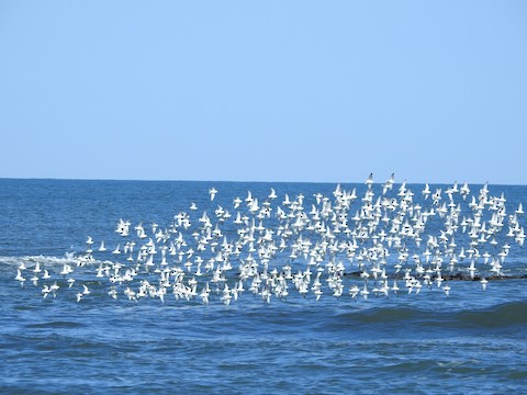 Sanderling - Victoria  Sindlinger