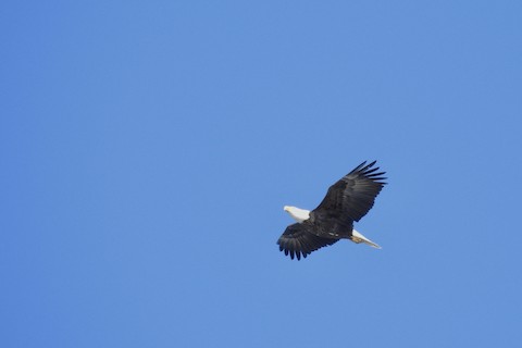 Bald Eagle - Victoria  Sindlinger