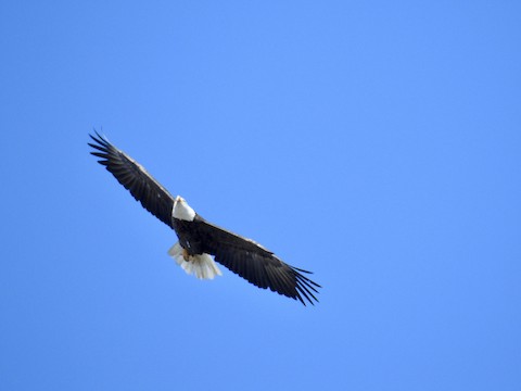 Bald Eagle - Victoria  Sindlinger