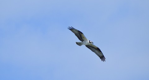 Osprey - Victoria  Sindlinger