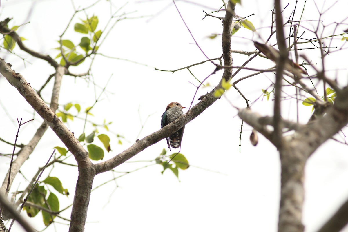 Asian Emerald Cuckoo - Krit Adirek