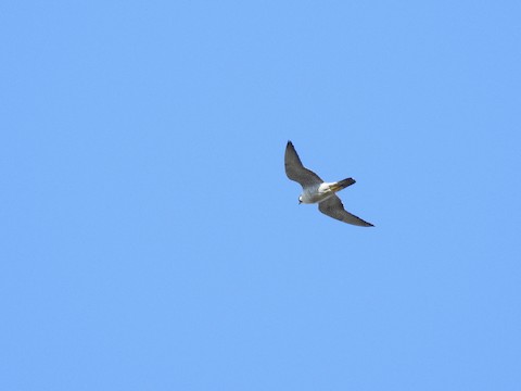 Peregrine Falcon - Victoria  Sindlinger