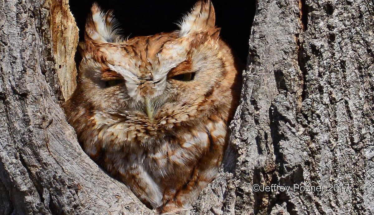 Eastern Screech-Owl - David Doubleday