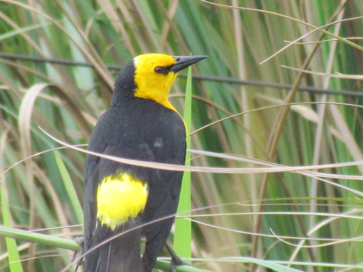 Saffron-cowled Blackbird - Rebeca Irala Wildlife PY