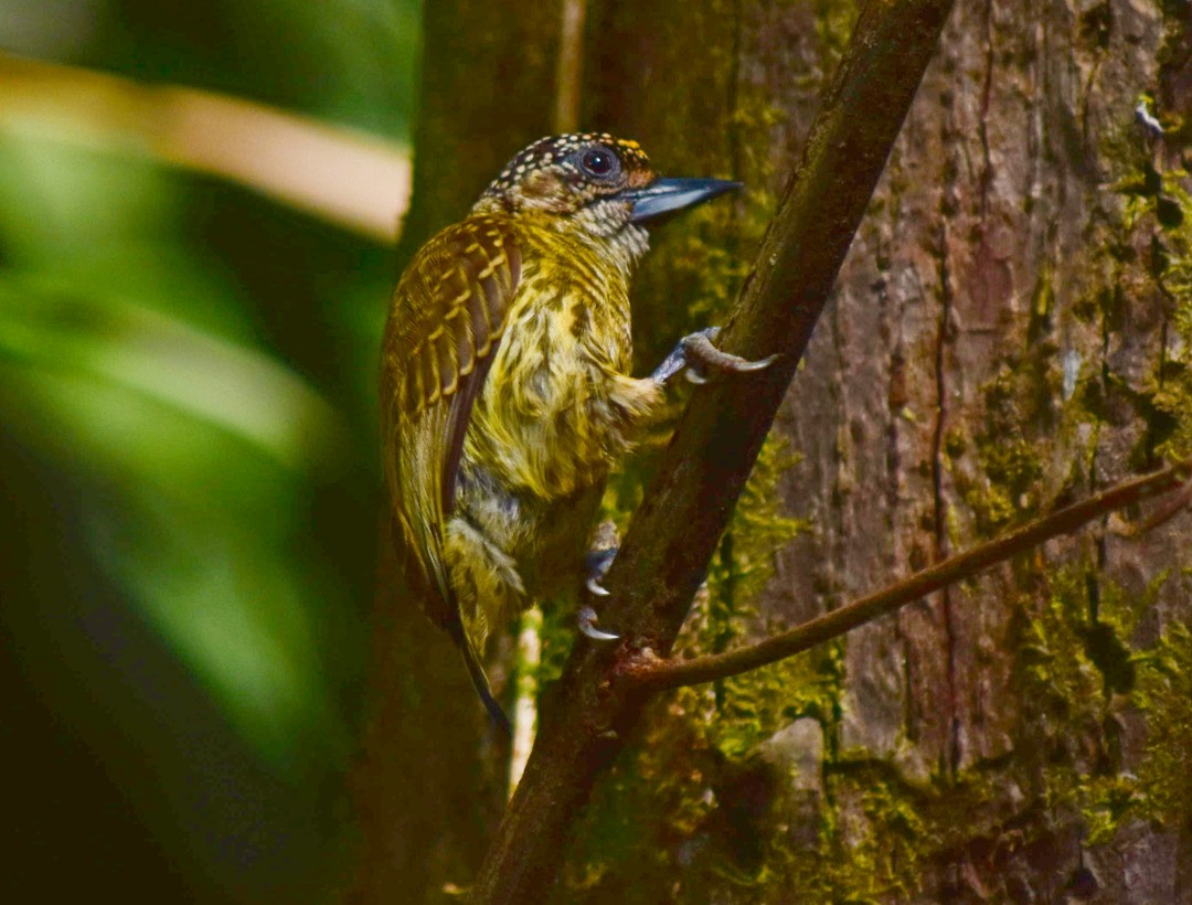 Bar-breasted Piculet - ML495708471