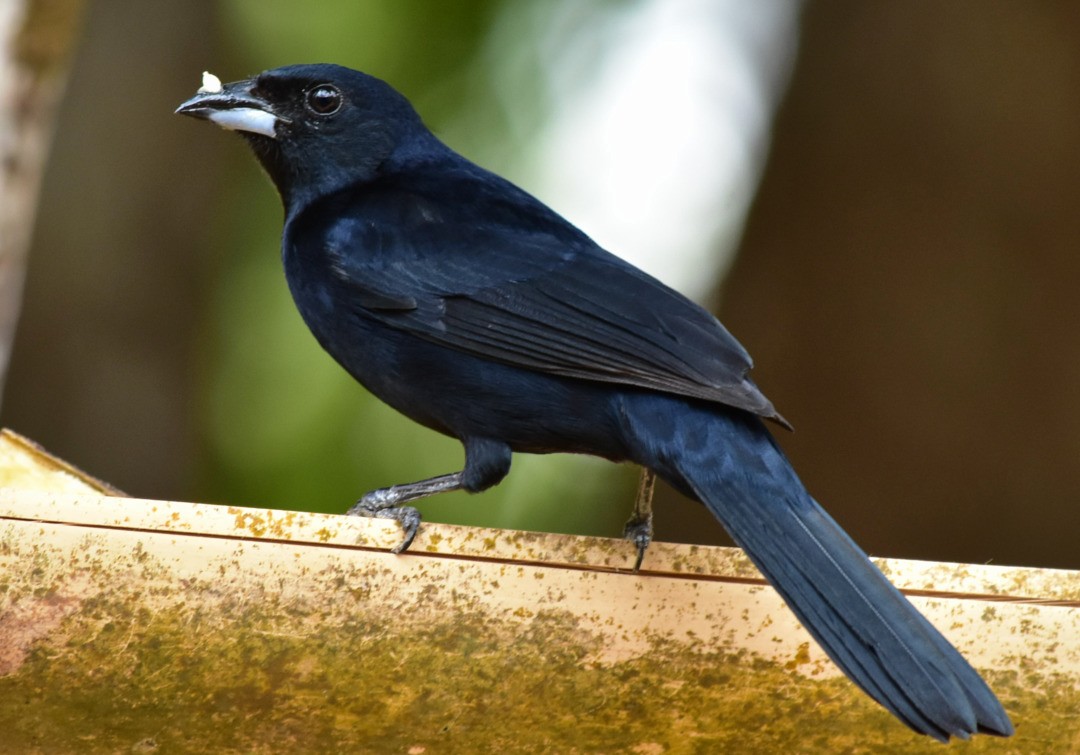 White-lined Tanager - ML495709021