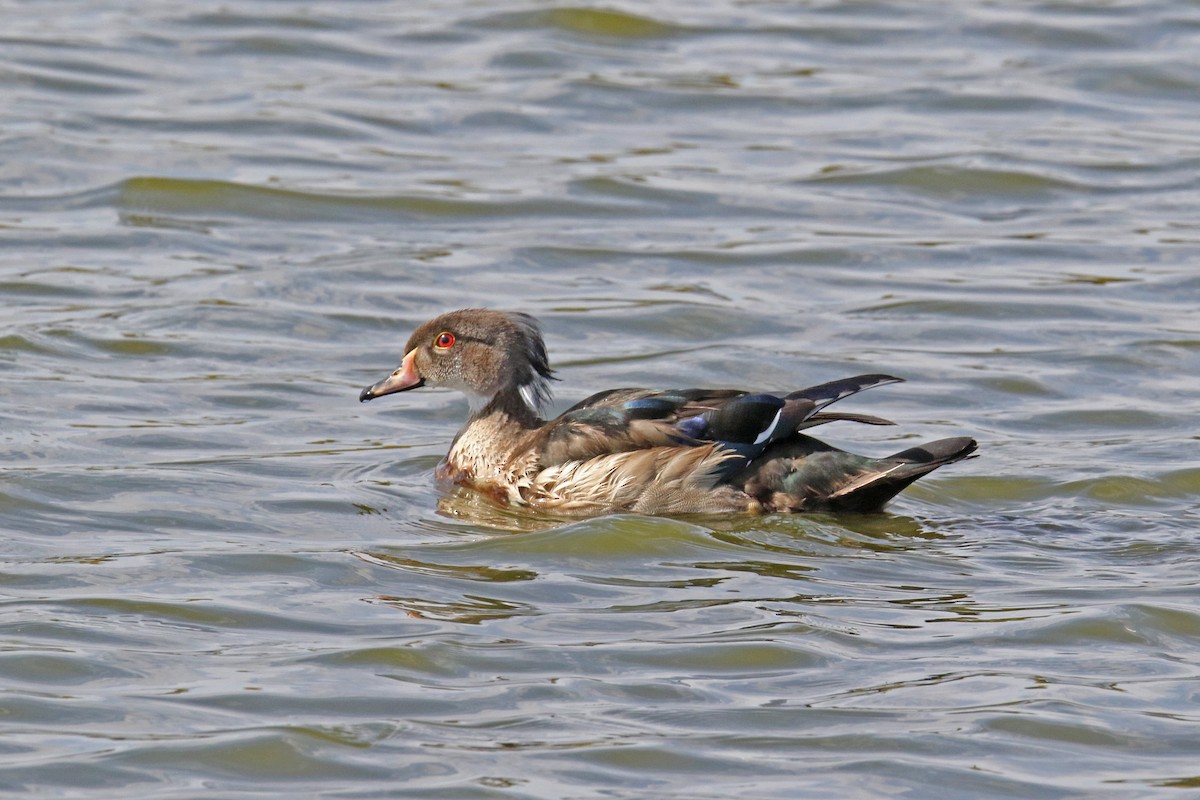 eBird Checklist 20 Oct 2022 Celery Bog Nature Area 29 species