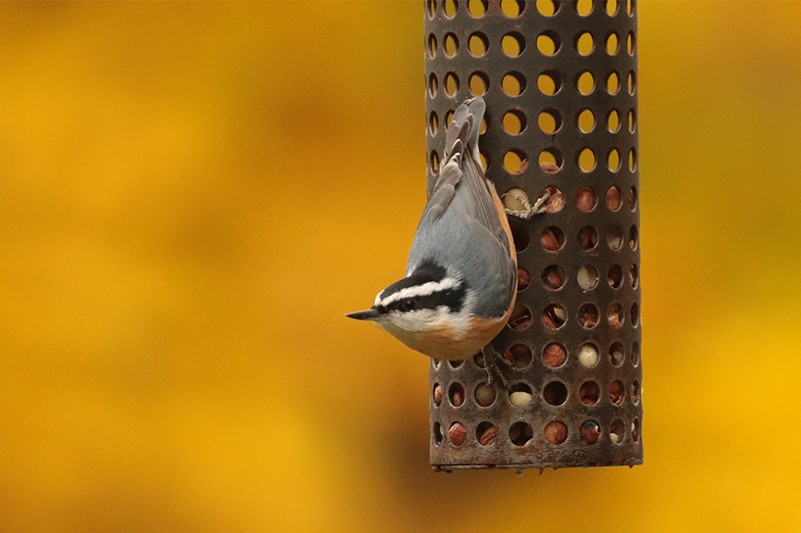 Red-breasted Nuthatch - ML495715951