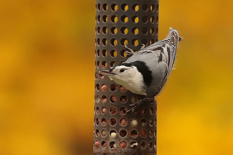White-breasted Nuthatch - ML495715971