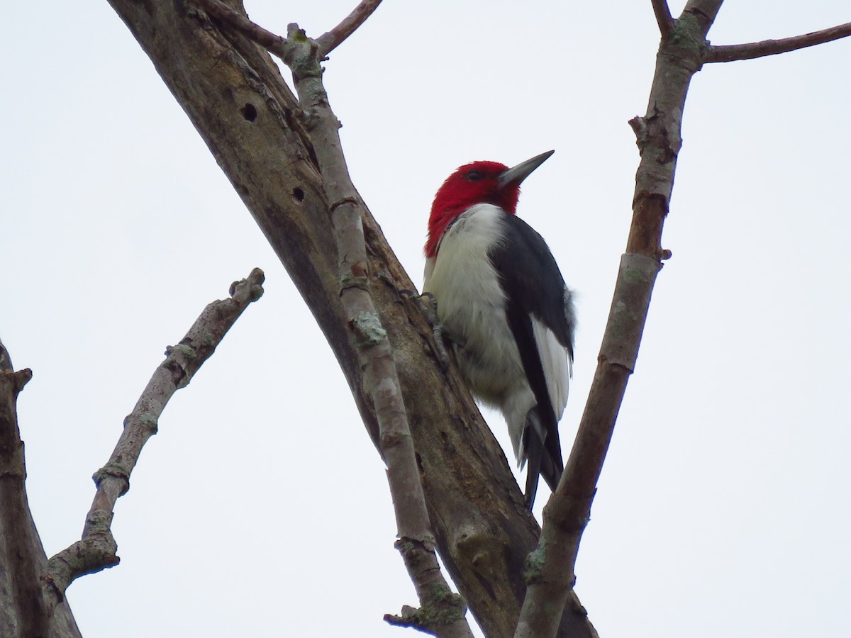 Red-headed Woodpecker - ML495721491