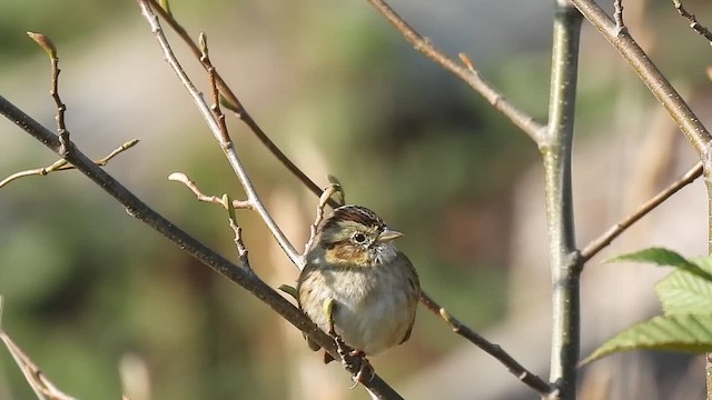 Swamp Sparrow - ML495721561