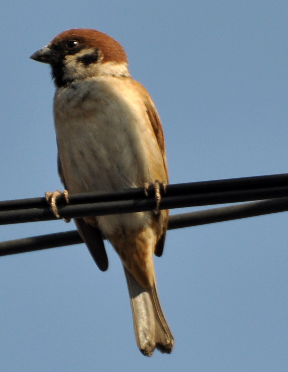 Eurasian Tree Sparrow - ML495722171