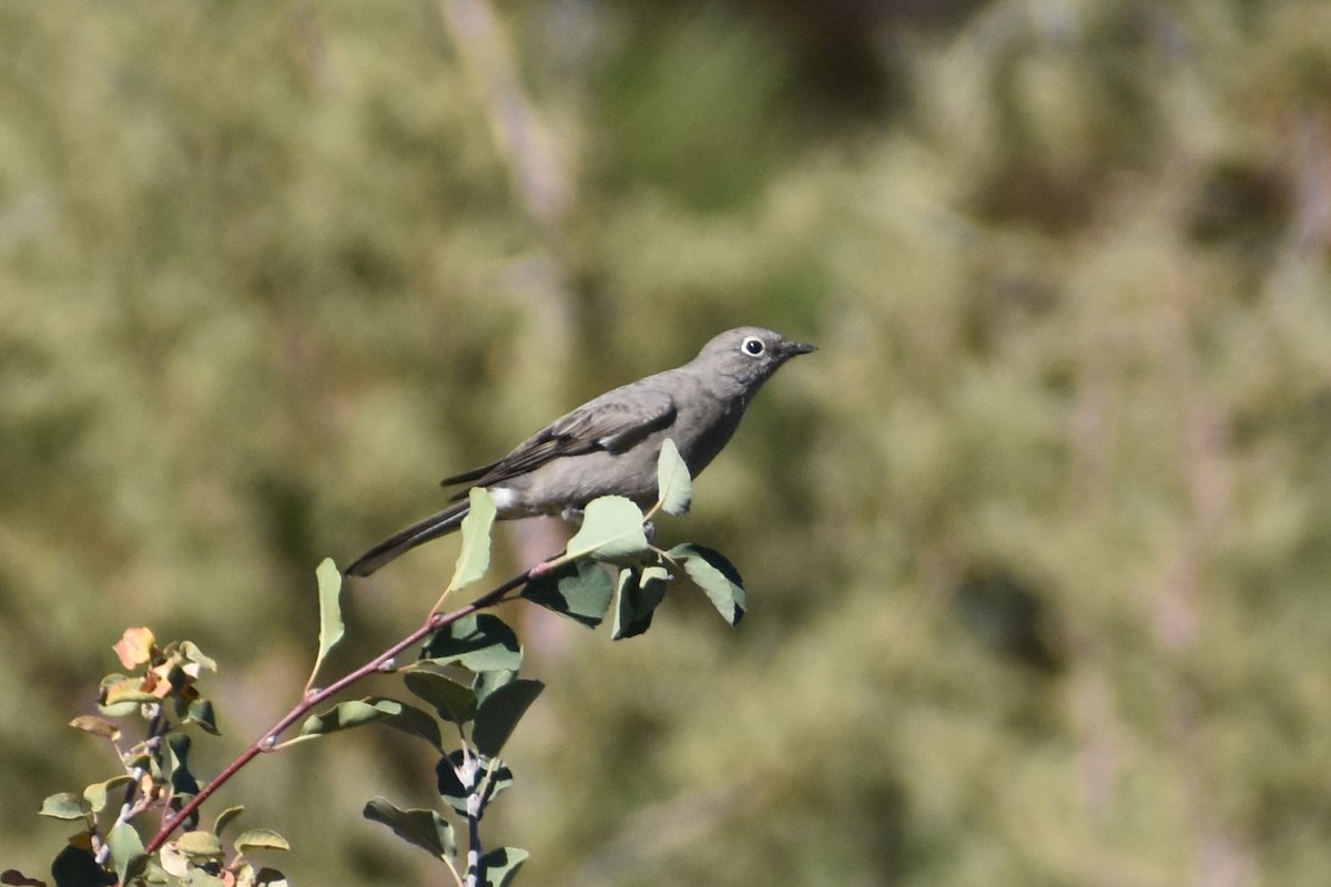 Townsend's Solitaire - Kate E Magoon