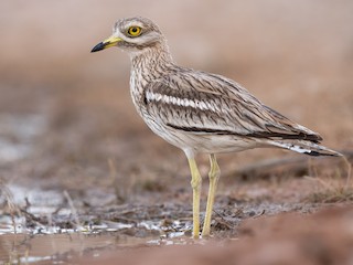  - Eurasian Thick-knee