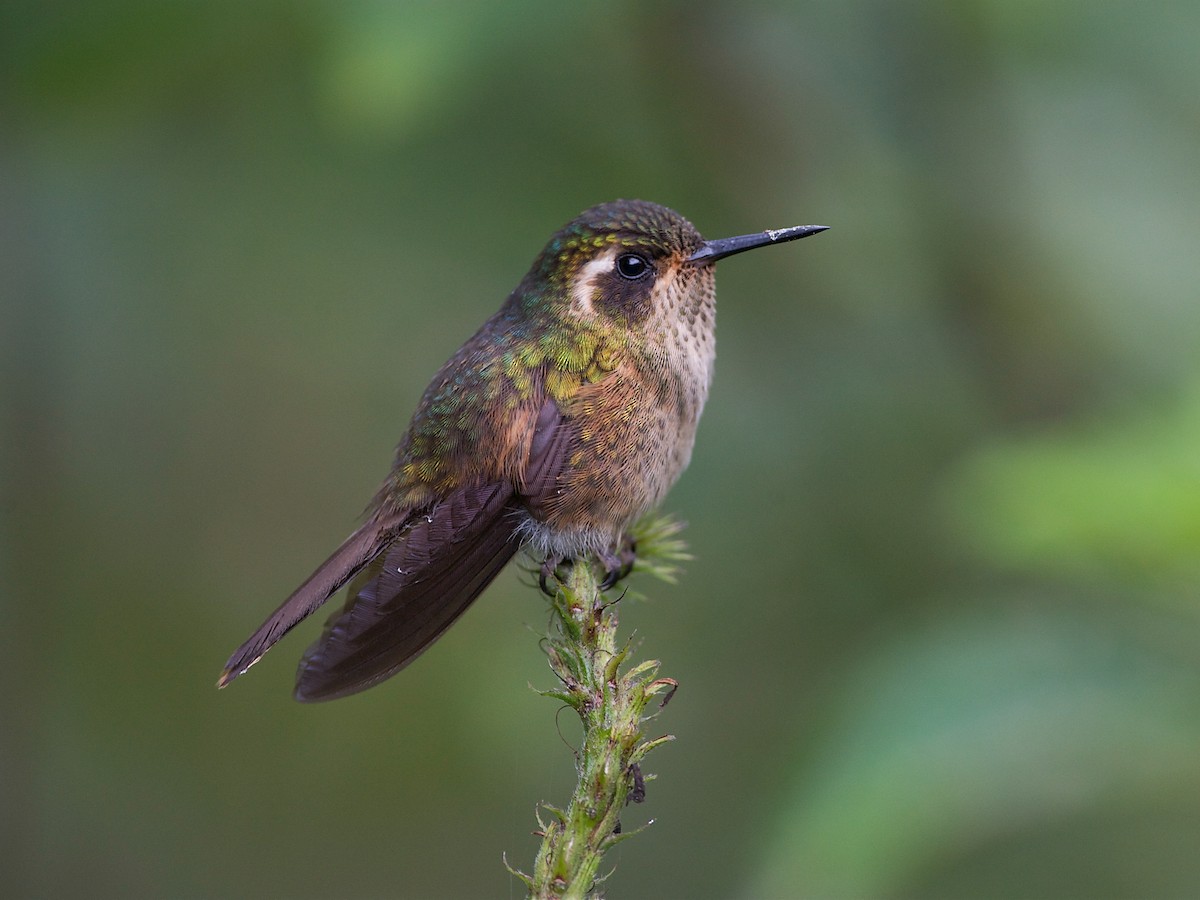 Speckled Hummingbird - Adelomyia melanogenys - Birds of the World