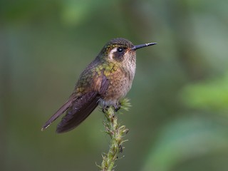  - Speckled Hummingbird (melanogenys Group)