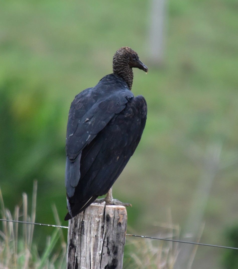 Black Vulture - ML495730971