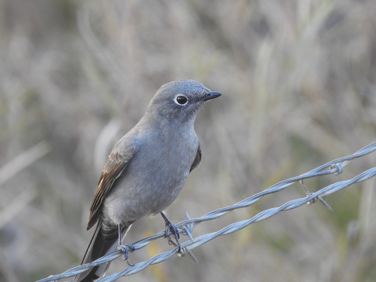 Townsend's Solitaire - ML495732121