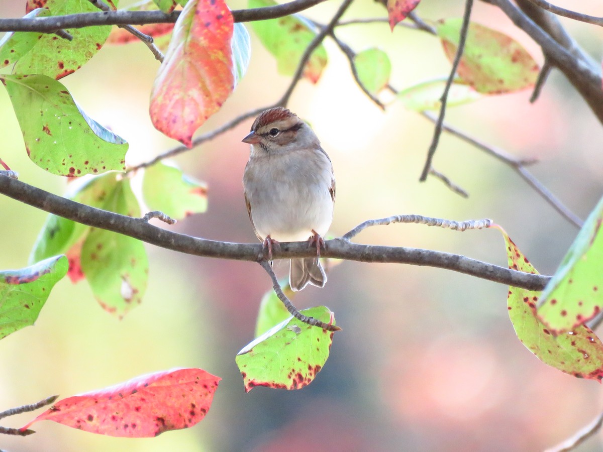 Chipping Sparrow - ML495739001