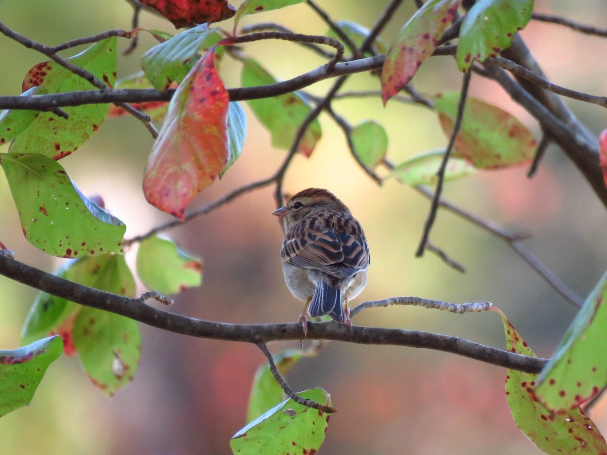 Chipping Sparrow - ML495739011