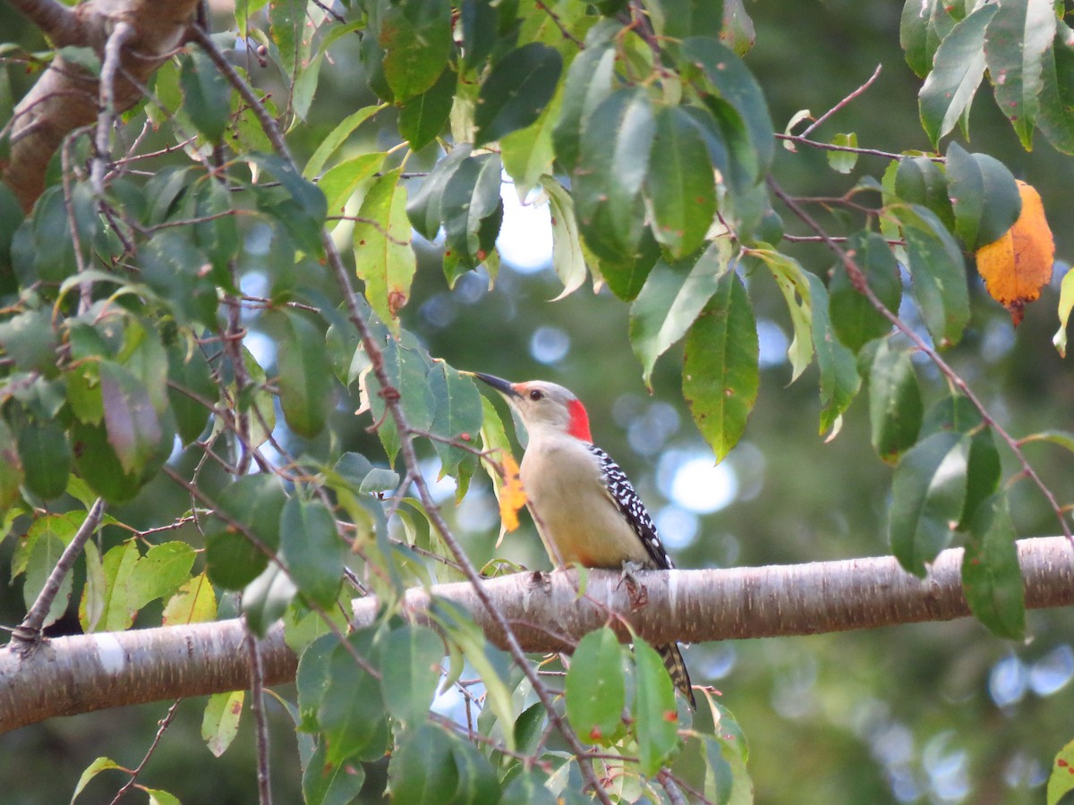Red-bellied Woodpecker - ML495739261
