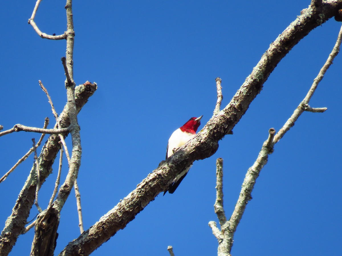 Red-headed Woodpecker - ML495739441