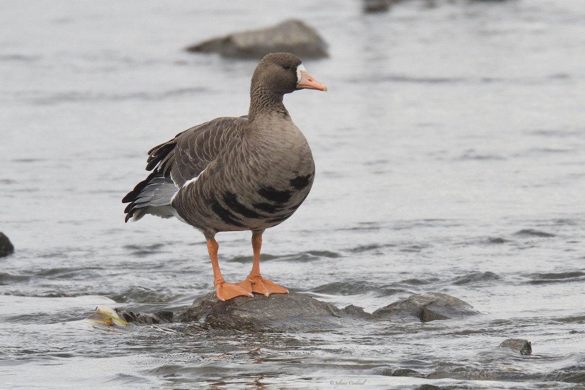 Greater White-fronted Goose - Sylvain Cardinal